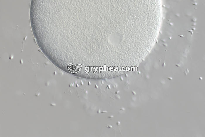 Fécondation chez l'Oursin - détail montrant les spermatozoïdes (Sphaerechinus granularis) x160 - gryphea.org